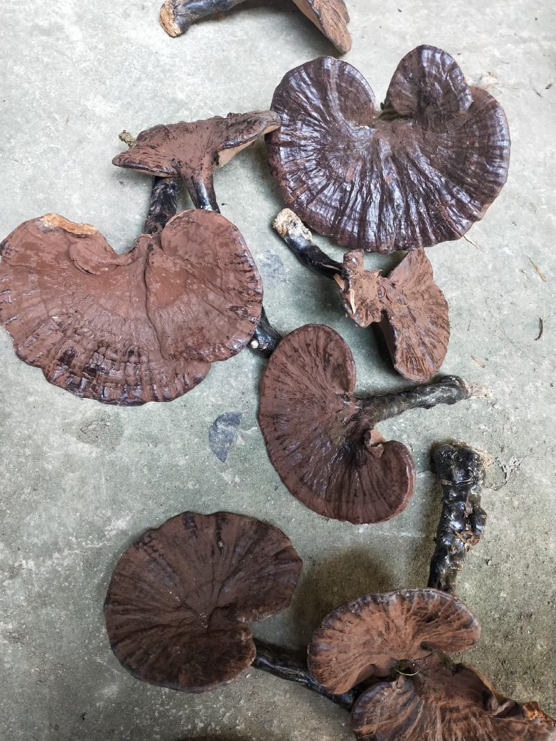 紫灵芝广西原生态林下紫灵芝