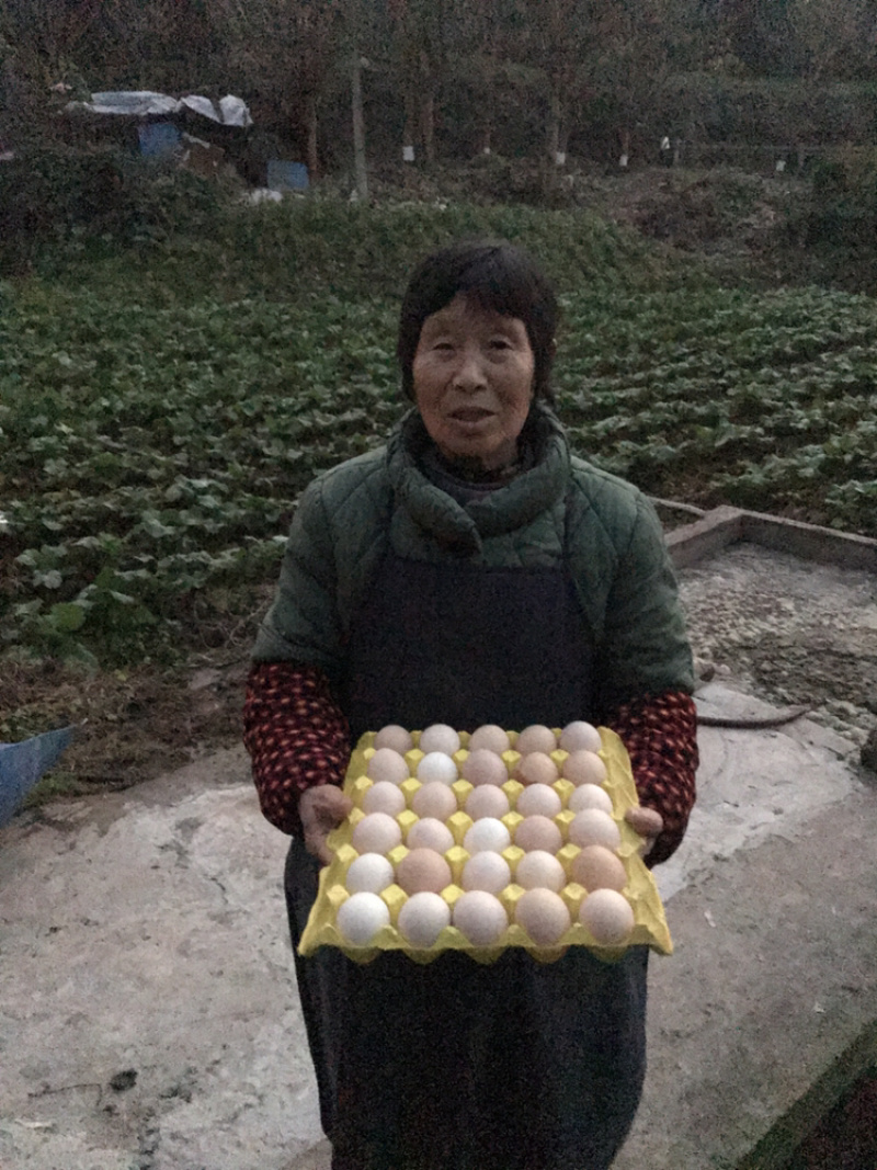 黄心鸡蛋红心鸡蛋新鲜鸡蛋初生蛋儿童蛋