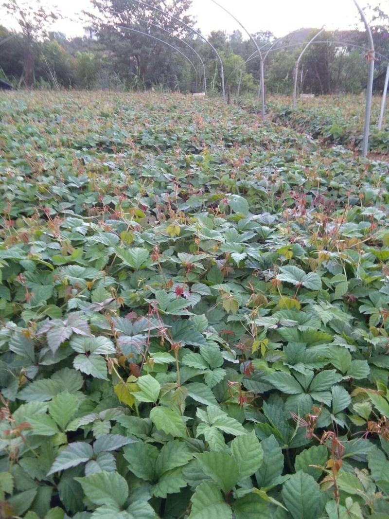 爬山虎小杯苗种植基地，苗圃基地直销，云南爬山虎绿化苗木