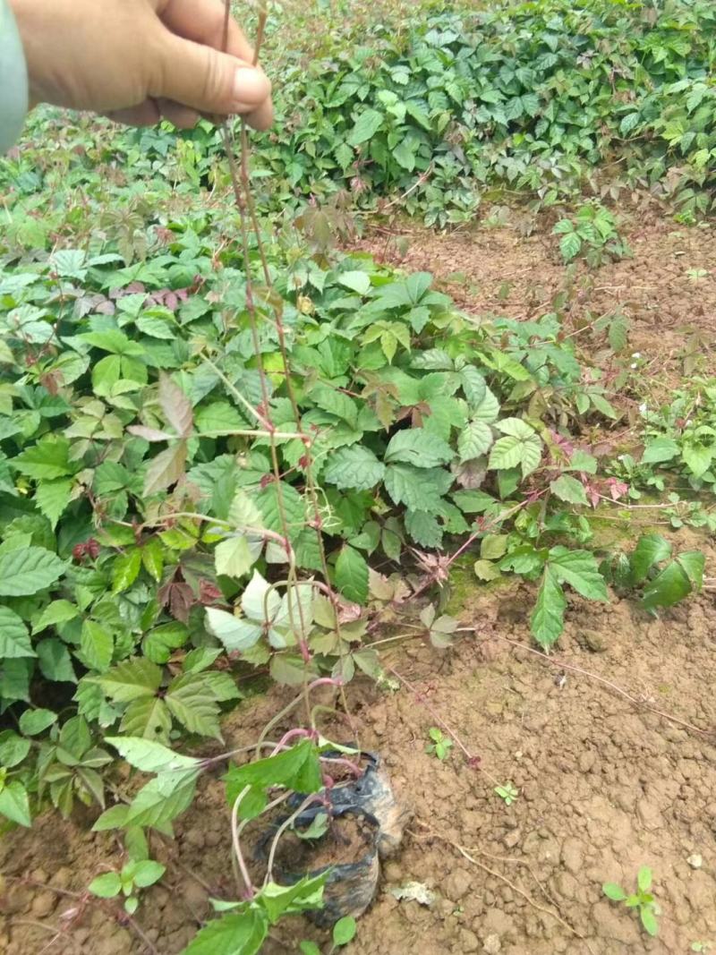 爬山虎小杯苗种植基地，苗圃基地直销，云南爬山虎绿化苗木