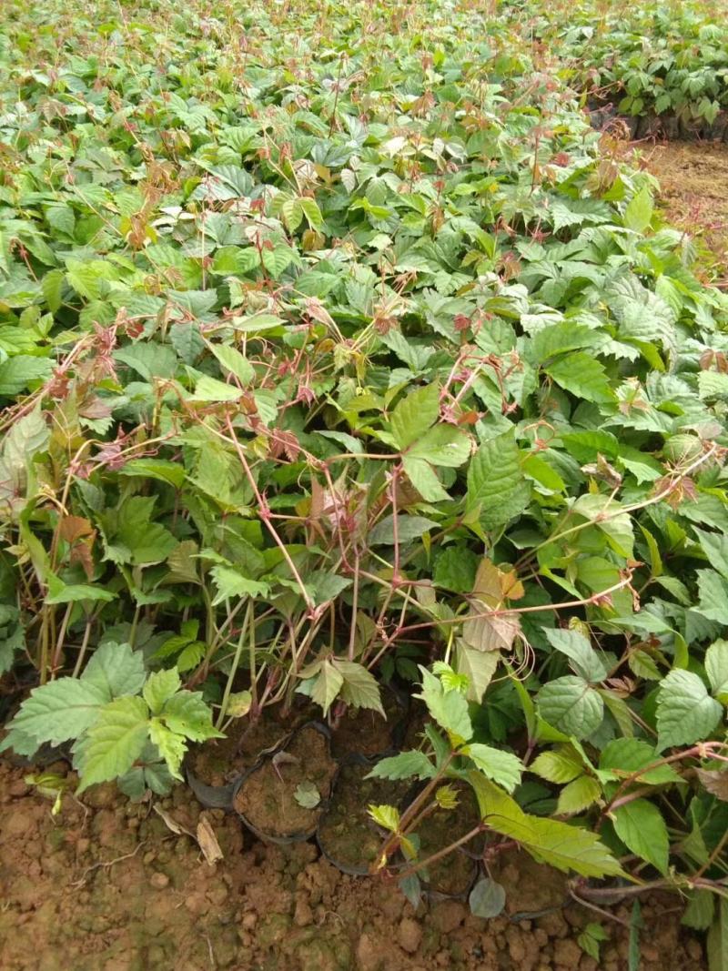 爬山虎小杯苗种植基地，苗圃基地直销，云南爬山虎绿化苗木