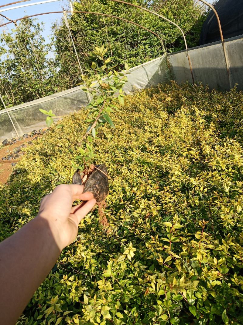大花六道木，大花六道木杯苗，六道木基地直销，绿化苗木
