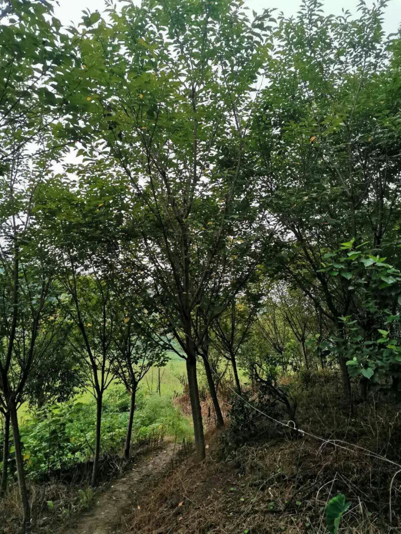 樱花树地径8-10公分