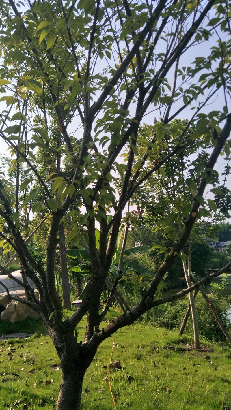 樱花树地径8-10公分