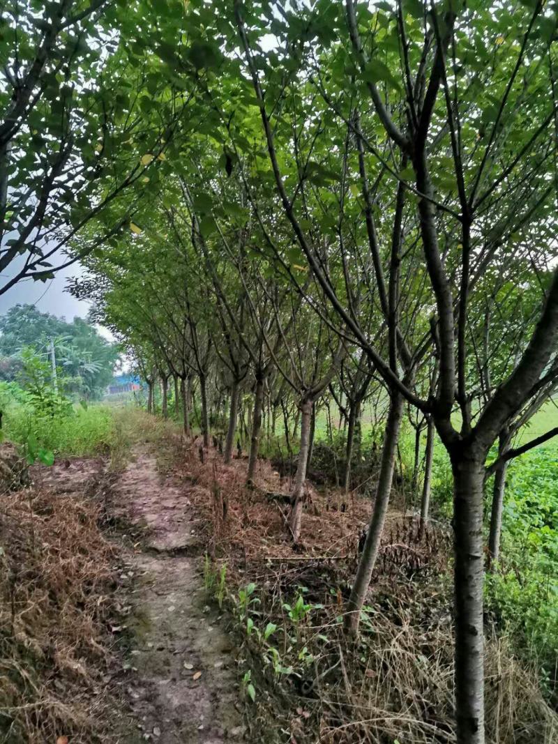 樱花树地径8-10公分