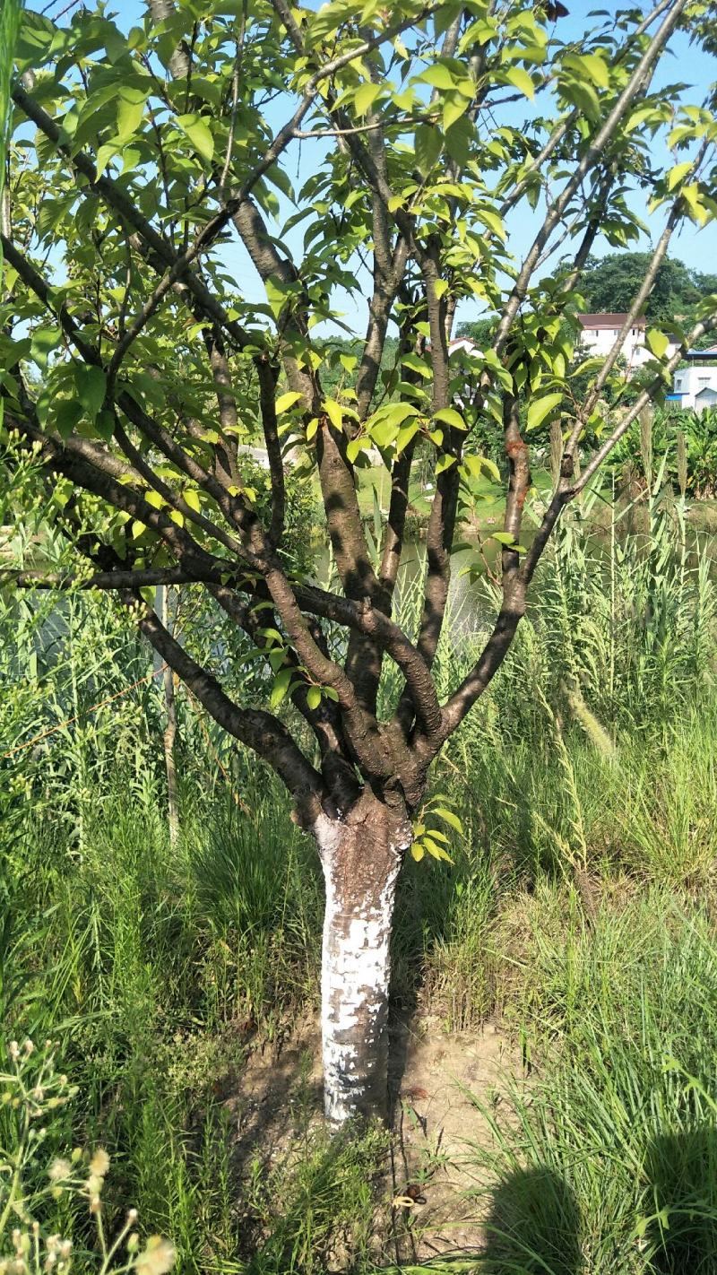 樱花树地径8-10公分