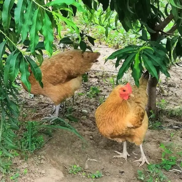 土鸡老母鸡果园散养正宗土鸡包邮