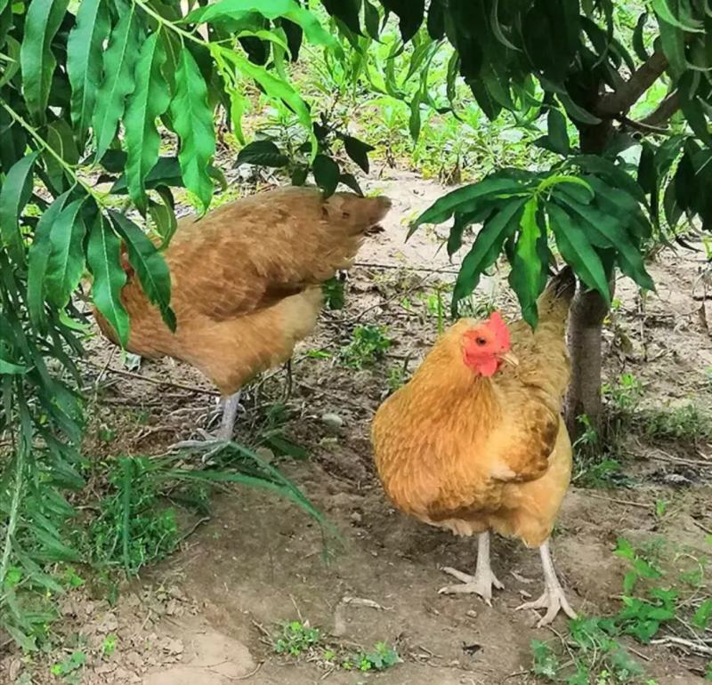 土鸡老母鸡果园散养正宗土鸡包邮