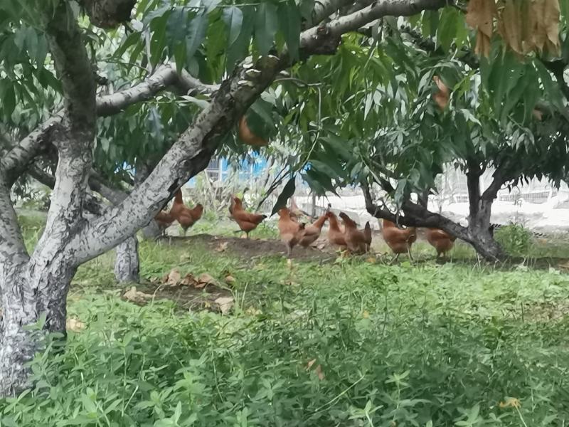 土鸡老母鸡果园散养正宗土鸡包邮