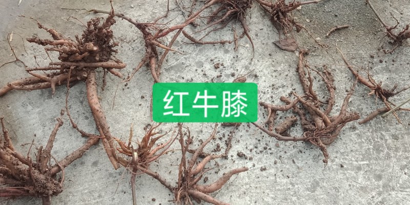 红牛膝，根红、叶红茎也红