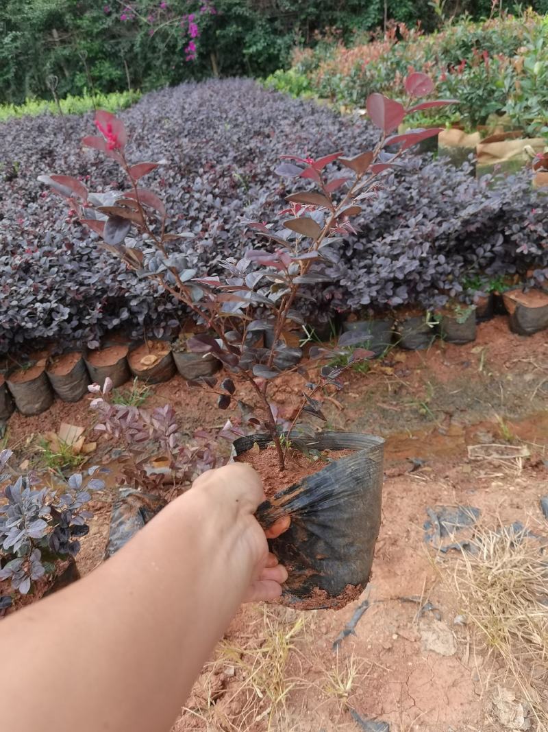 红花继木小苗红花继木小杯红花继木种植销售