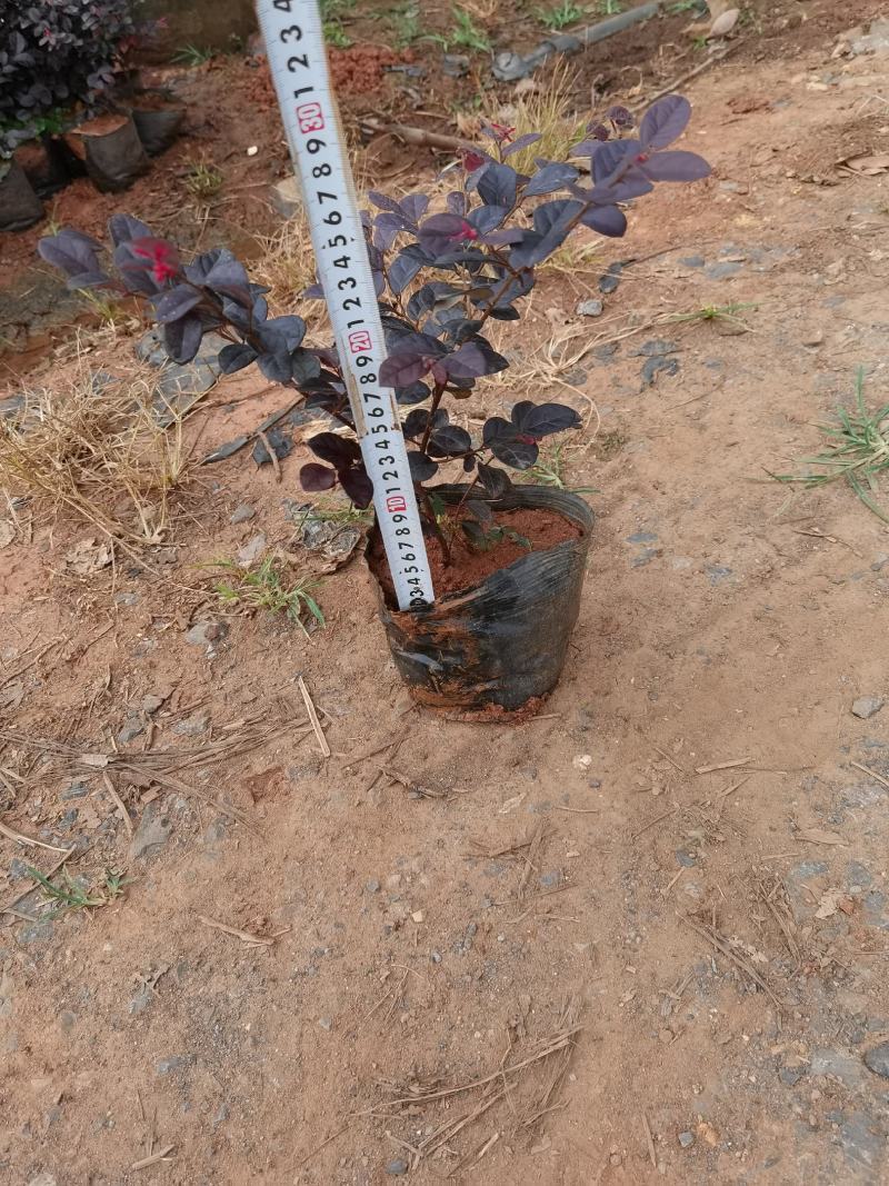 红花继木小苗红花继木小杯红花继木种植销售