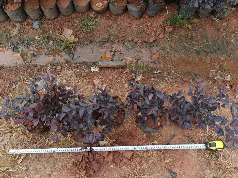 红花继木小苗红花继木小杯红花继木种植销售