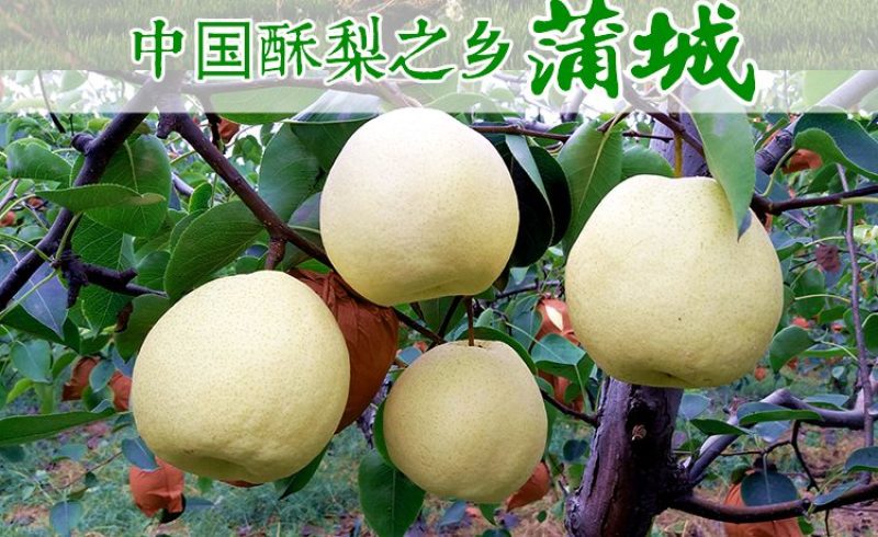 陕西蒲城酥梨马上上市