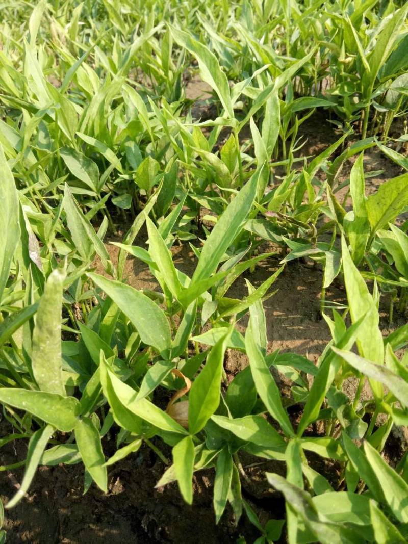 出售河北保定优质半夏种苗，质量保证，价格优惠