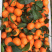 广西砂糖橘早沙糖桔电商货，砂糖桔一件代发