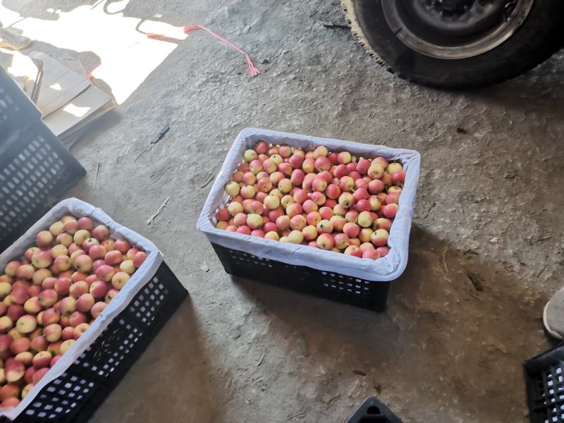 沙果大量现货，酸甜可口，自然成熟