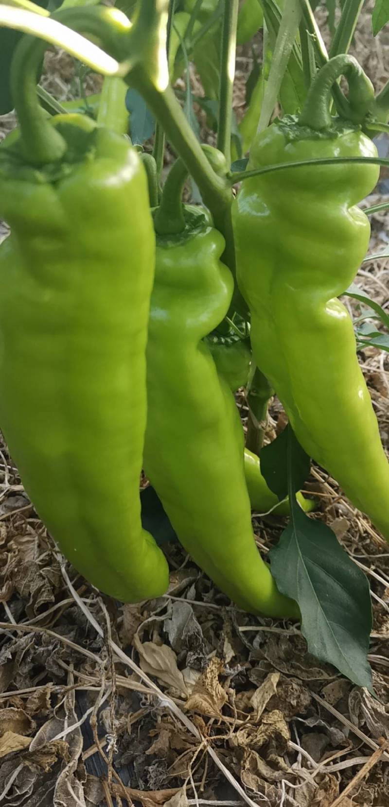 尖椒薄皮椒301青辣椒本地辣椒大量上市，品种齐全欢迎选购