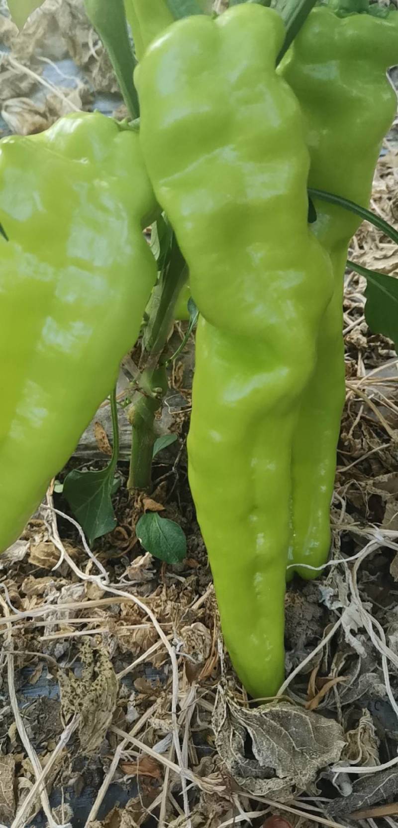 尖椒薄皮椒301青辣椒本地辣椒大量上市，品种齐全欢迎选购