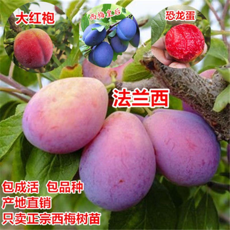 【新品种】西梅李子苗恐龙蛋李子苗包成活包品种基地直销