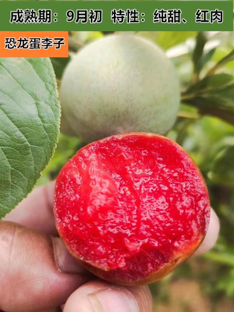 【新品种】西梅李子苗恐龙蛋李子苗包成活包品种基地直销