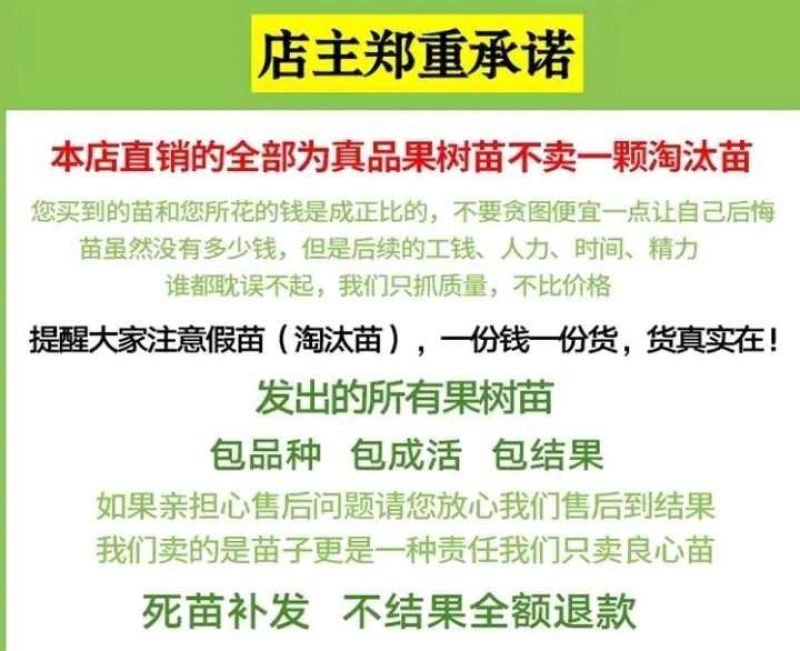 【新品种】西梅李子苗恐龙蛋李子苗包成活包品种基地直销