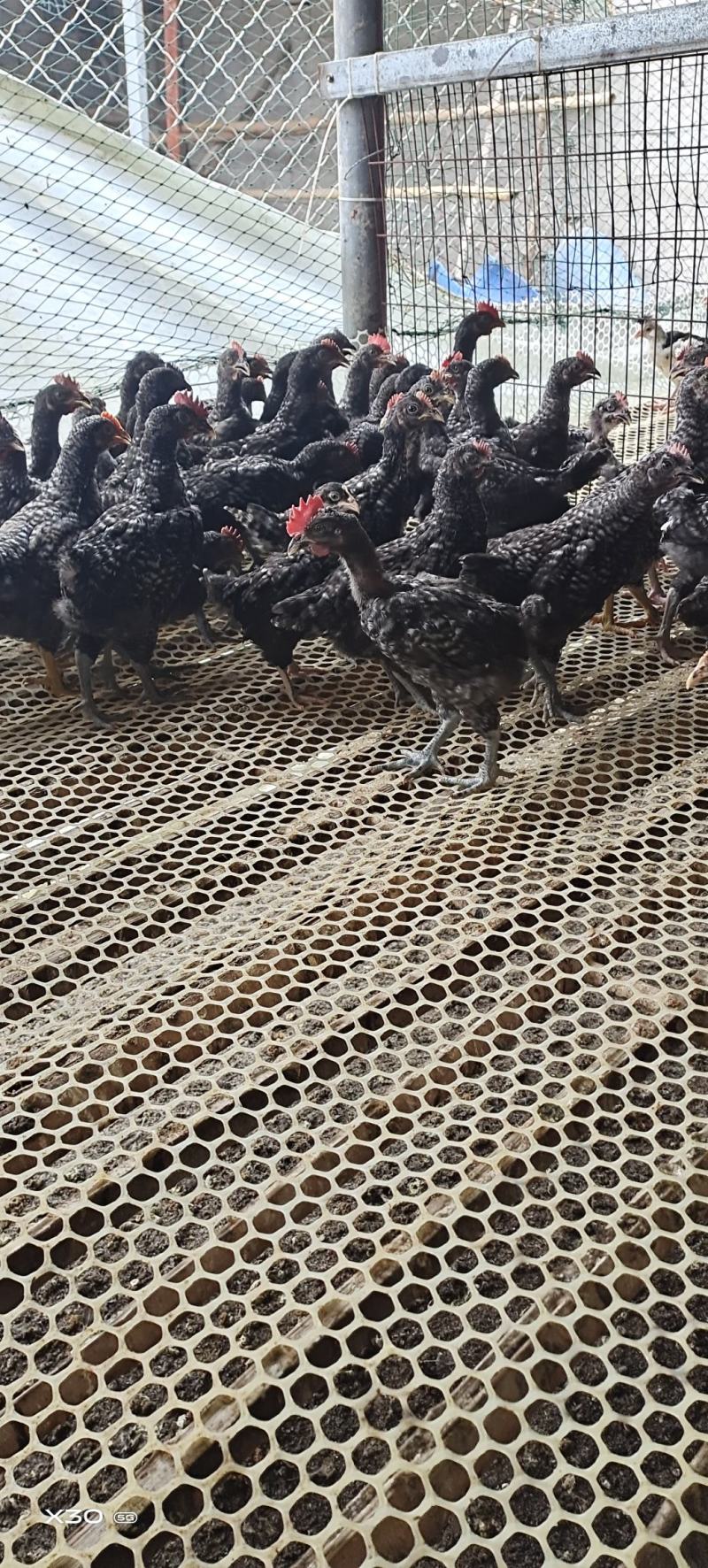 纯种汶上芦花鸡苗，公母都有。纯母苗，纯公鸡都有