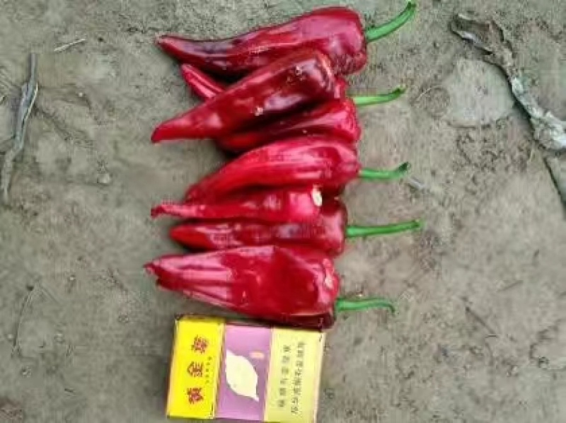 忻州北京红辣椒种植基地，大量上市产地直供，