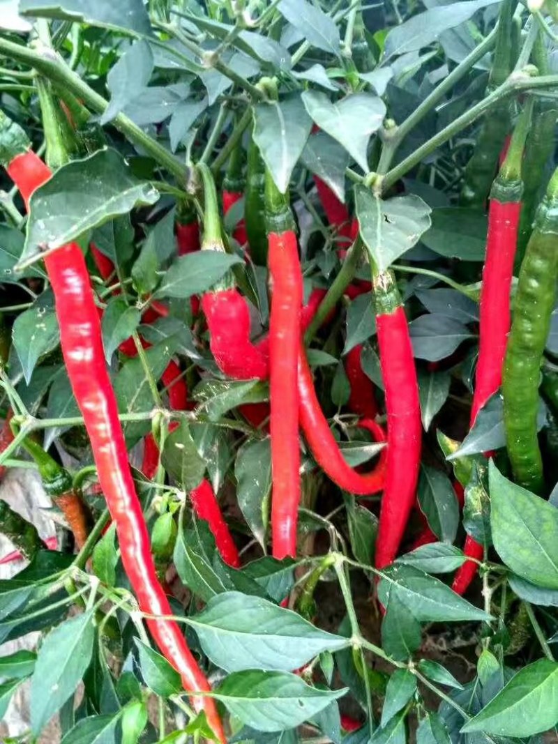 忻州北京红辣椒种植基地，大量上市产地直供，