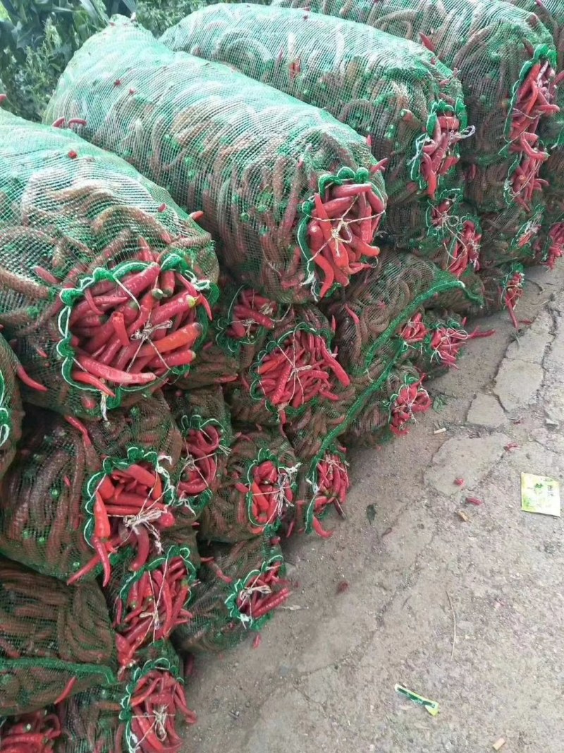 忻州北京红辣椒种植基地，大量上市产地直供，