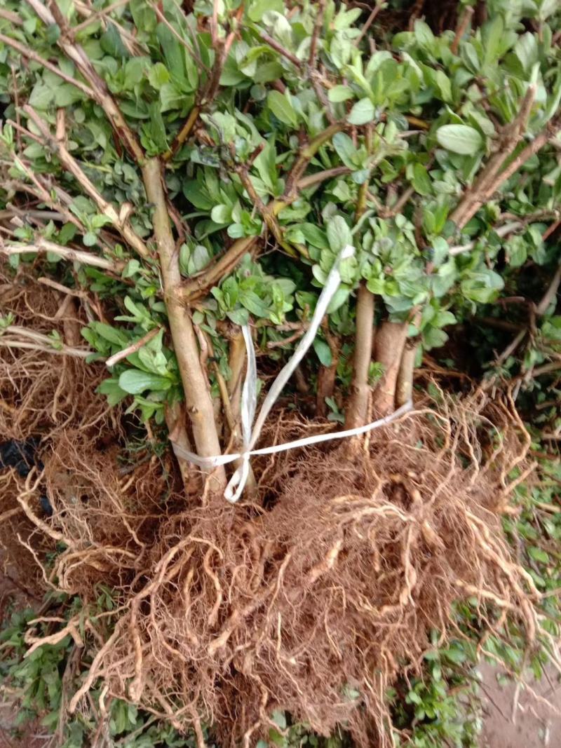 山东金银花苗，常年大量供应