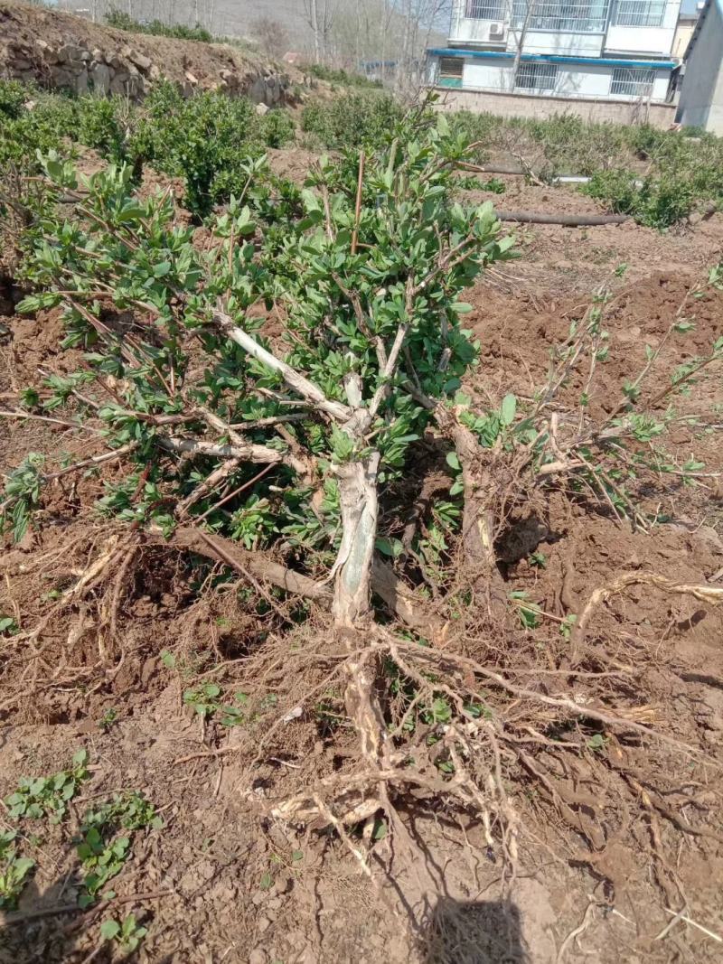 15天不开花金银花苗，种植基地供应，成活率高……