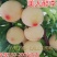 【新品种】蜂糖李子苗美人醉李子品质质量保证现挖现发