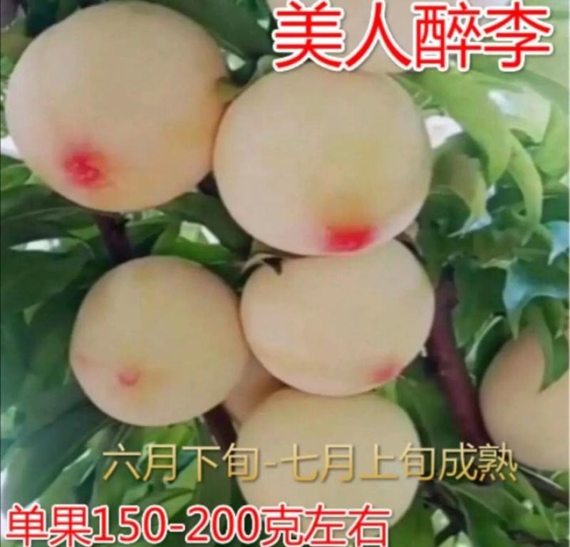 【新品种】蜂糖李子苗美人醉李子品质质量保证现挖现发