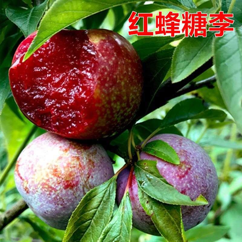 【新品种】蜂糖李子苗美人醉李子品质质量保证现挖现发