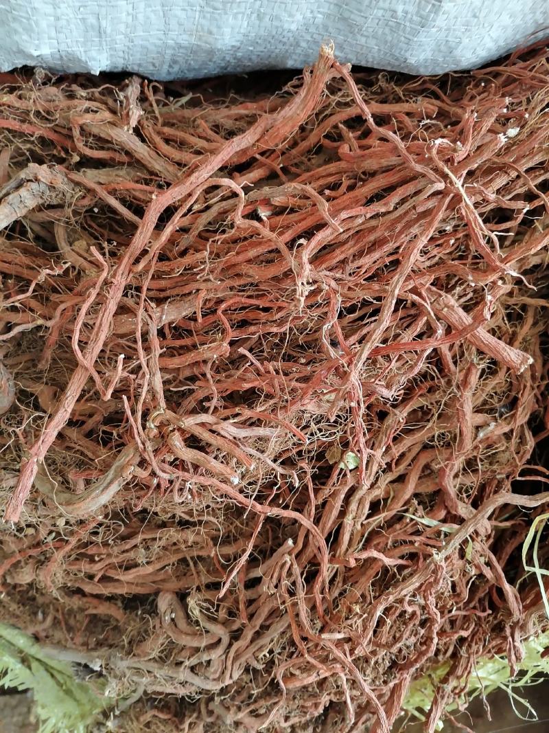 丹参段常年大量供应山东道地各种中药材