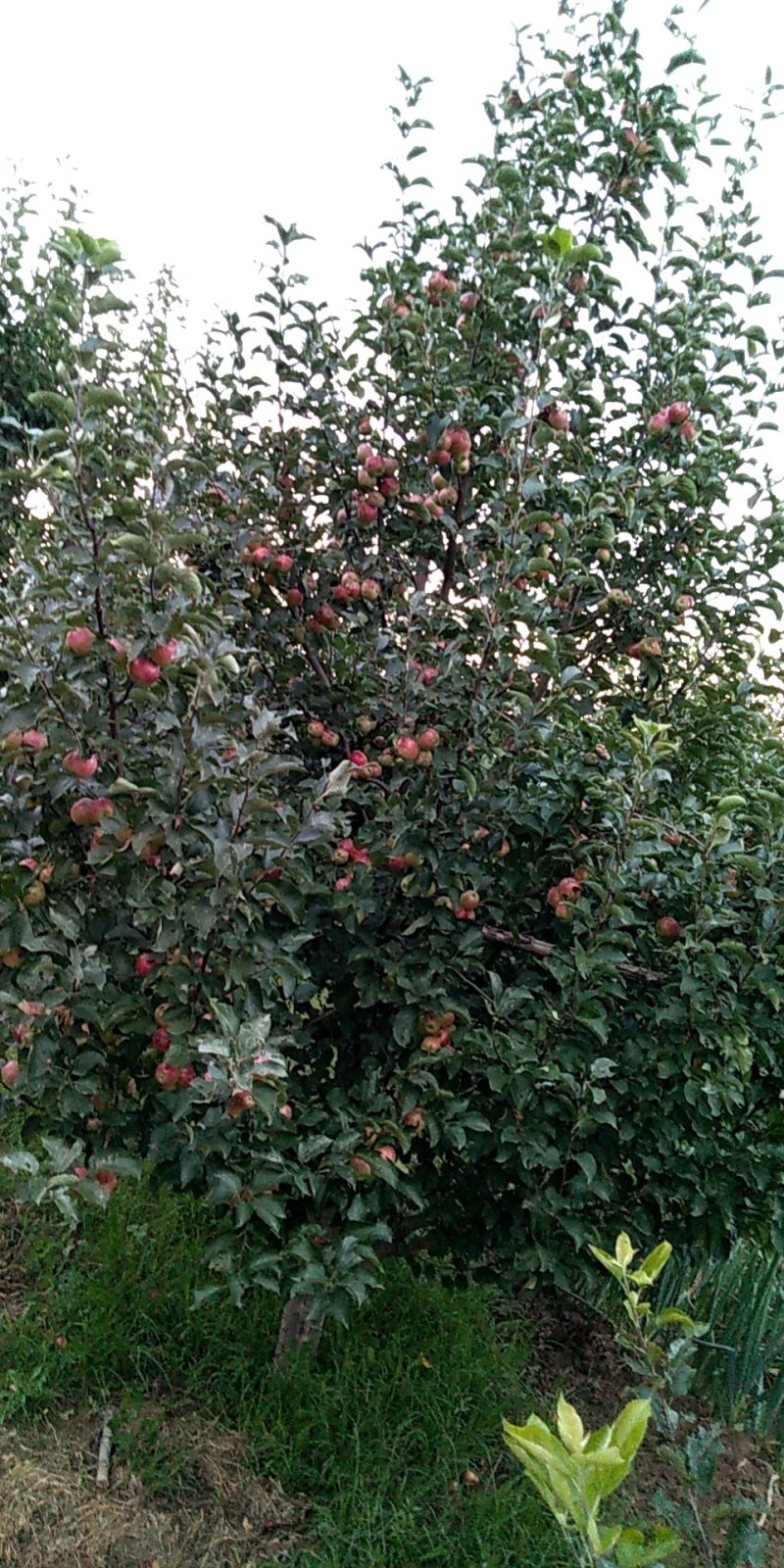 123苹果大量上市，欢迎来本产地拉果发财
