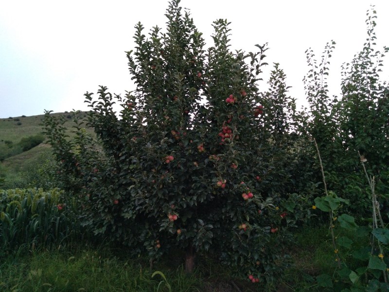 123苹果大量上市，欢迎来本产地拉果发财