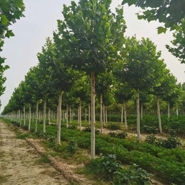 山东菏泽12——25公分一年冒到3年冒法桐