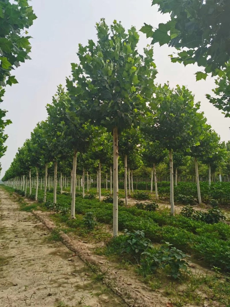 山东菏泽12——25公分一年冒到3年冒法桐