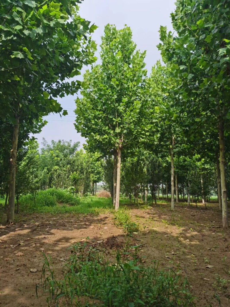 山东菏泽12——25公分一年冒到3年冒法桐