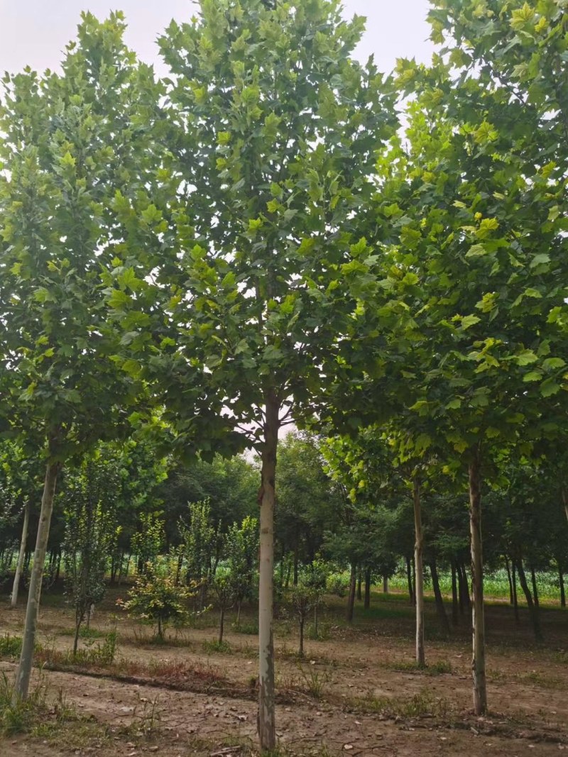山东菏泽12——25公分一年冒到3年冒法桐