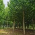 山东菏泽12——25公分一年冒到3年冒法桐