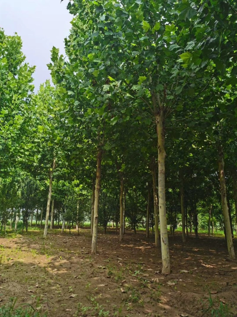 山东菏泽12——25公分一年冒到3年冒法桐