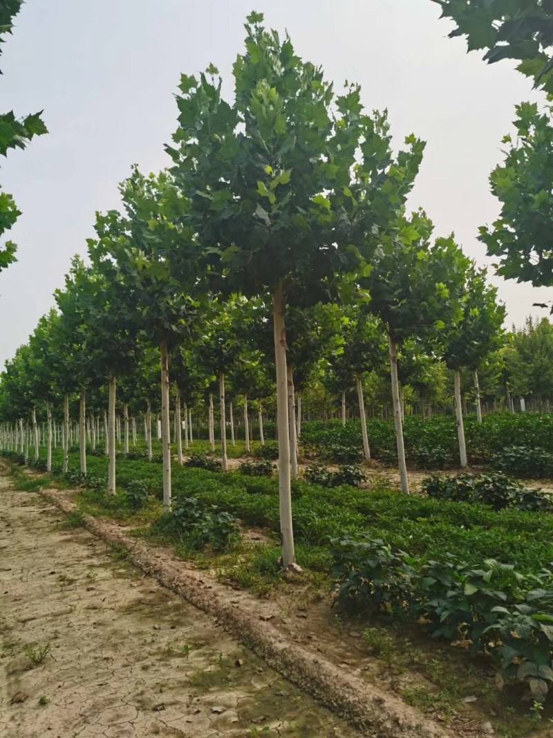 山东菏泽12——25公分一年冒到3年冒法桐