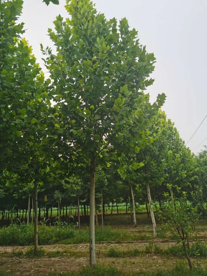 山东菏泽12——25公分一年冒到3年冒法桐