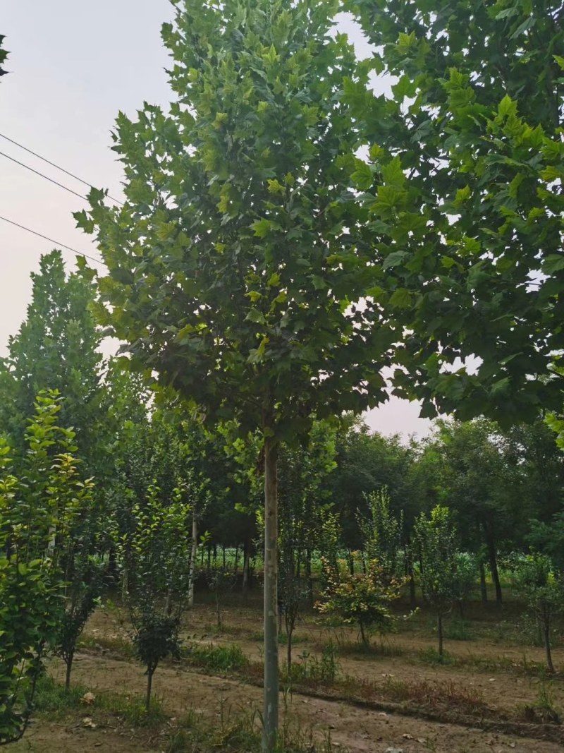 山东菏泽12——25公分一年冒到3年冒法桐