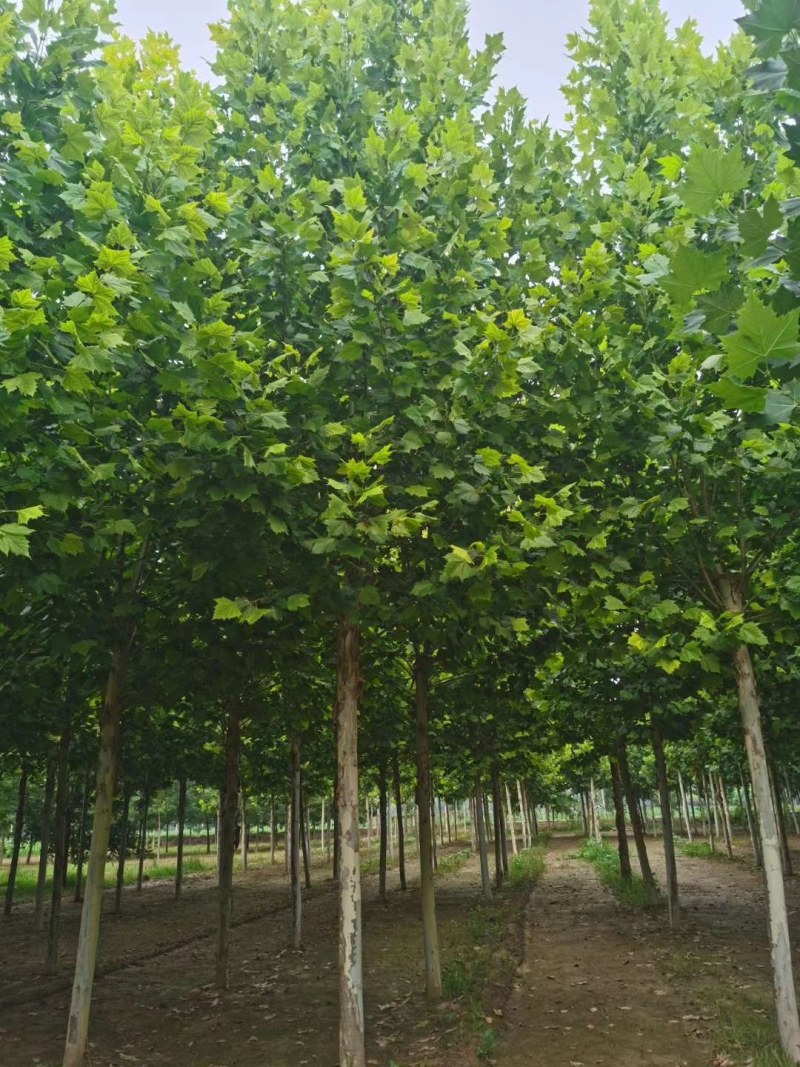 山东菏泽12——25公分一年冒到3年冒法桐