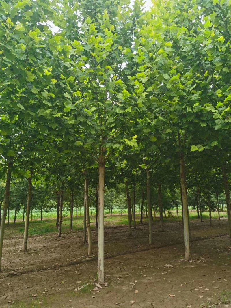 山东菏泽12——25公分一年冒到3年冒法桐