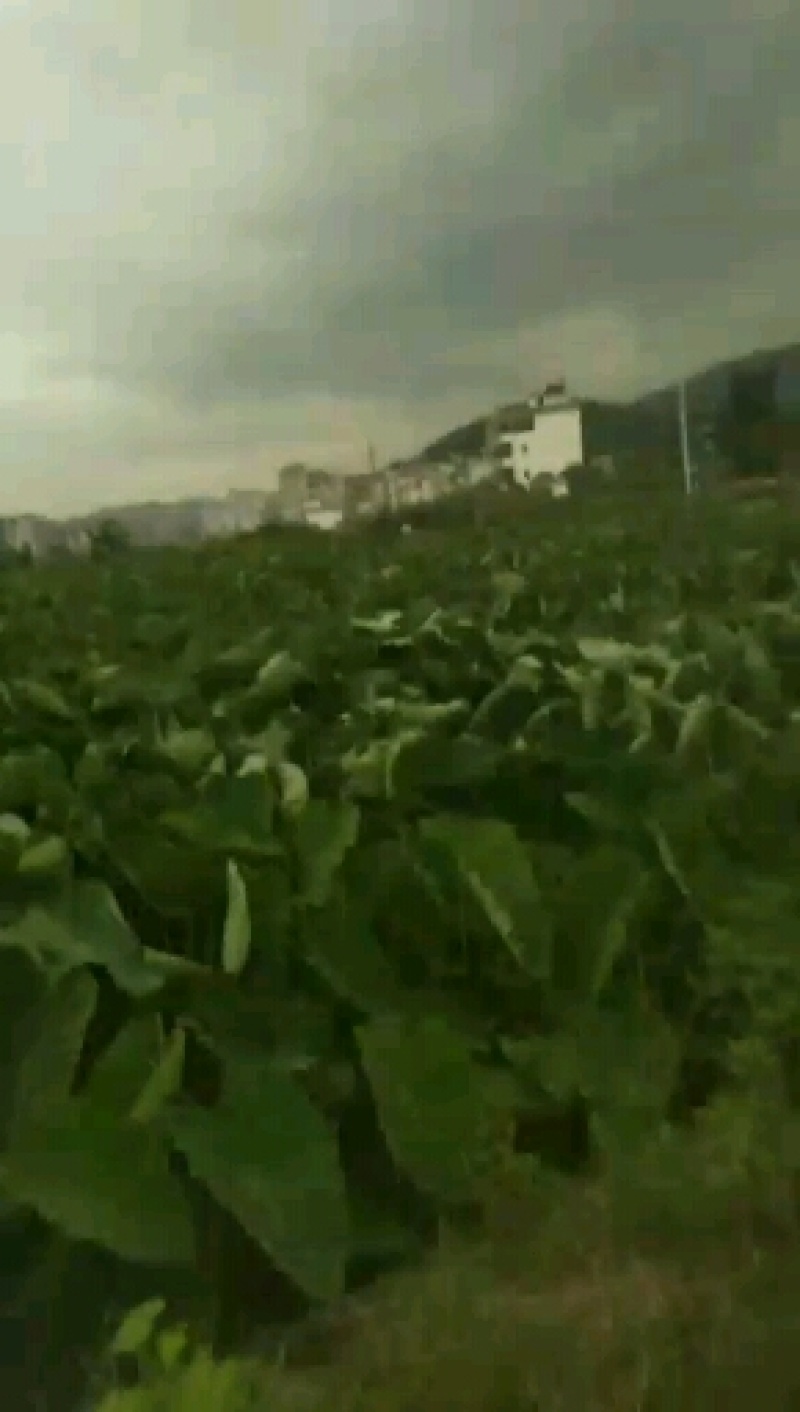 韶关合浦香芋，大，粉，糯
